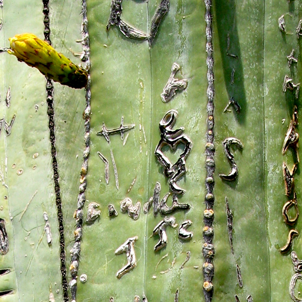 Cactus Graffiti Mexico